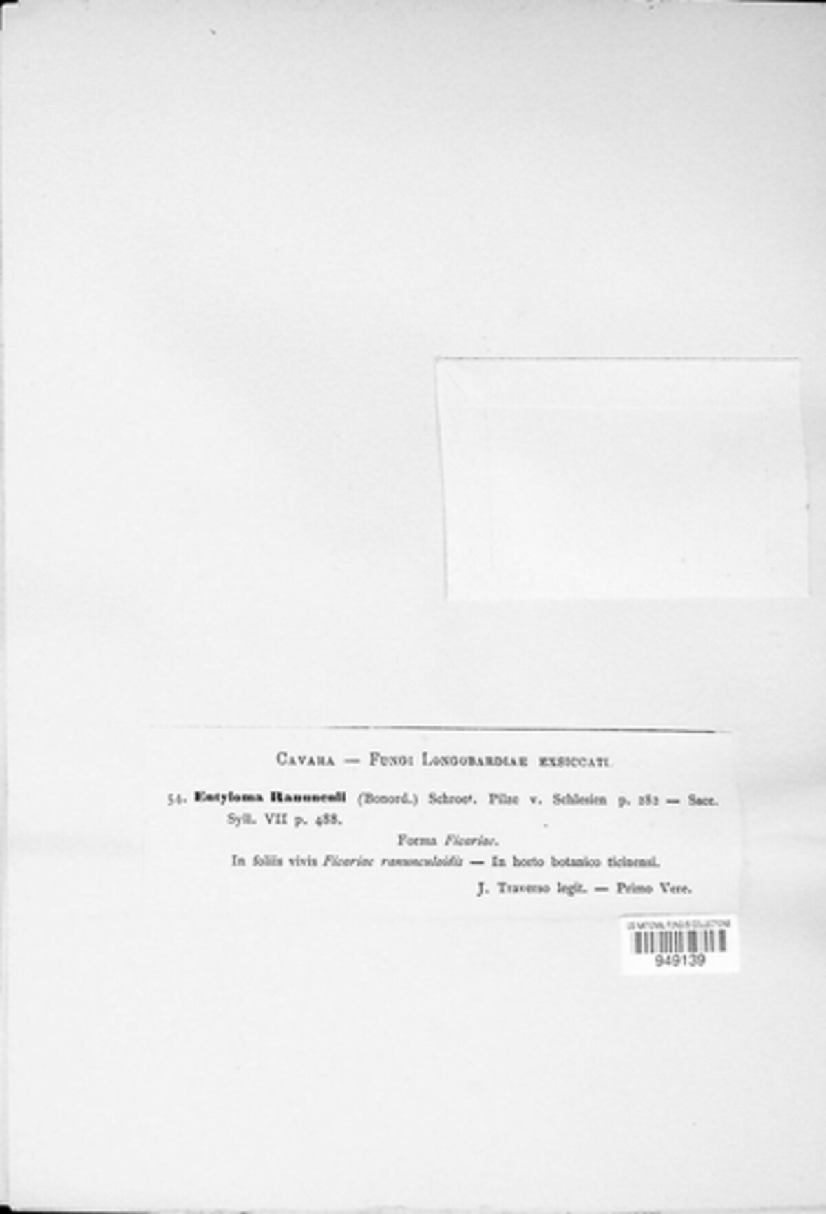 Entyloma arnaudianum image